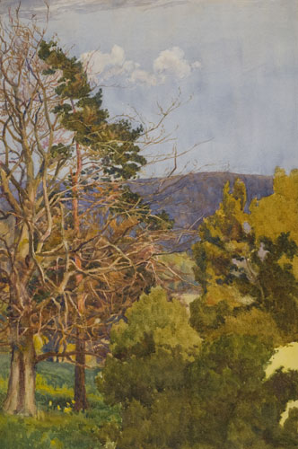 Mrs. Symond's trees, Broomy Hill