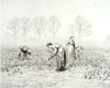 Turnip pulling, Warham (Gypsies in a turnip field)
